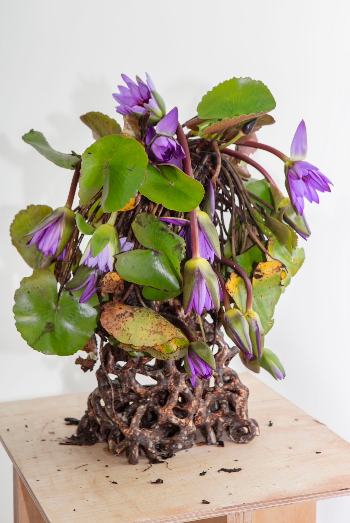 Floating Weeds