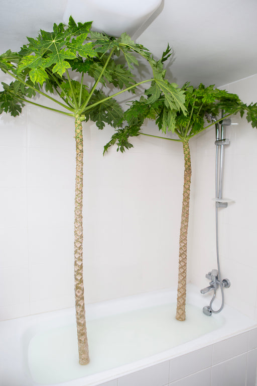 RITUALS OF THE PLANT OBSESSED #1 : BOY IN PAPAIN BATH (SMALL FORMAT)