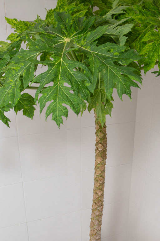 RITUALS OF THE PLANT OBSESSED #1 : BOY IN PAPAIN BATH (SMALL FORMAT)