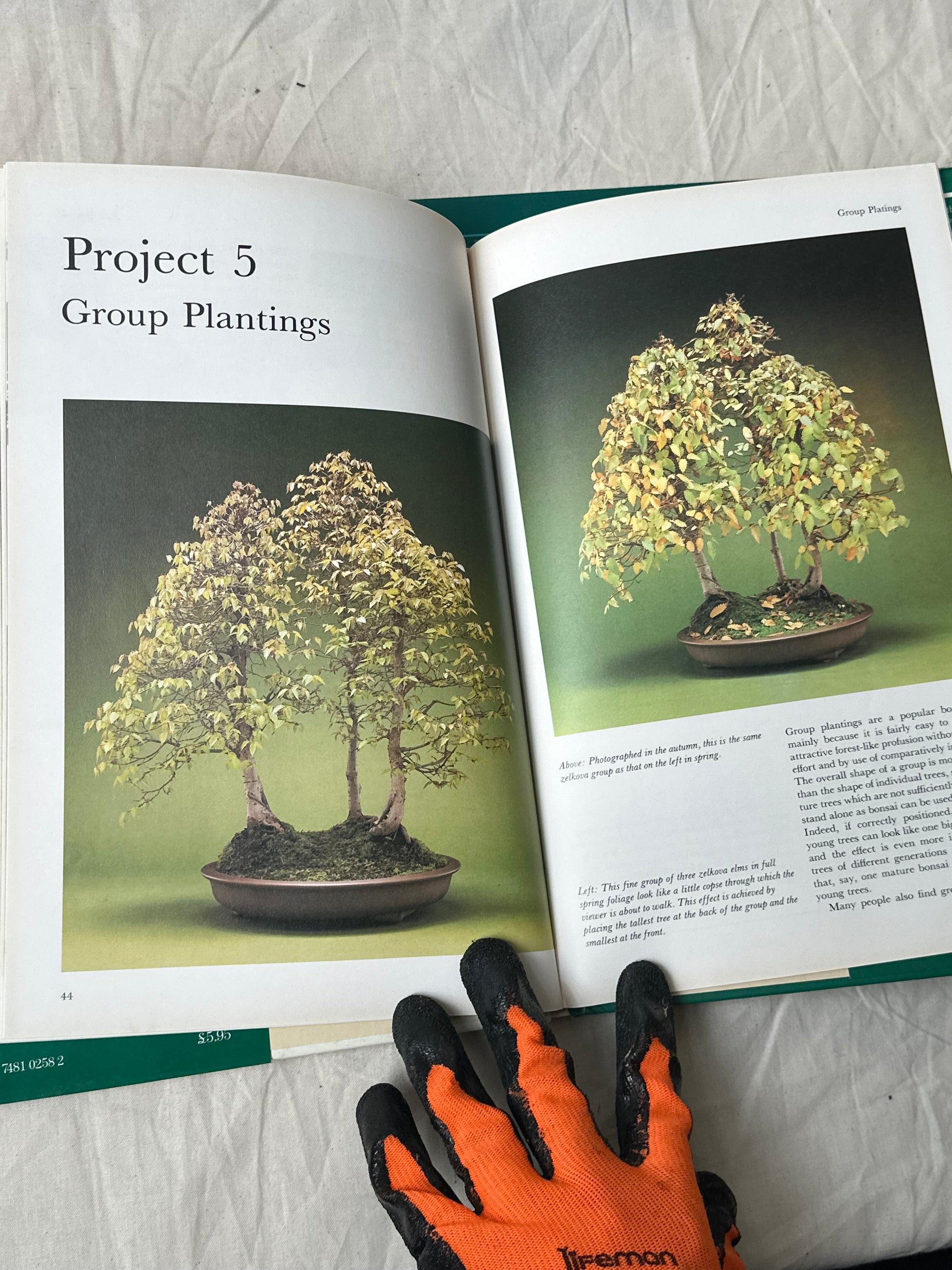 books on bonsai trees Growing Bonsai, Christine Stewart, published in 1989 – FAWN SHOP